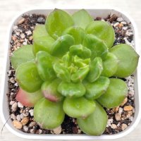 ●多肉植物 エケベリア レッドランタン 2.5寸苗