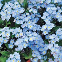 ミオソティス ミオマルク PW