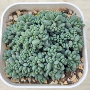 画像1: 多肉植物 セダム ダシフィルムリファレンス 2.5寸苗