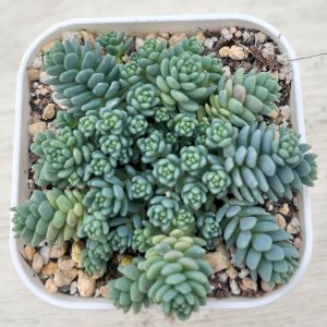 画像1: 多肉植物 セダム マジョール 2.5寸苗