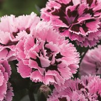 ダイアンサス アロマジェンヌ ベローナ