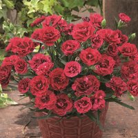 ダイアンサス アロマジェンヌ マチルダ