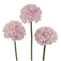 スカビオサ ボンボンスクープ フレンチバニラ