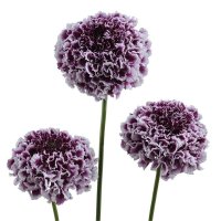 スカビオサ フォーカルスクープ パープルレース