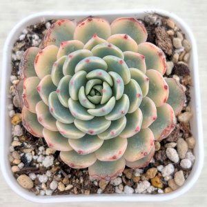 画像1: ●多肉植物 エケベリア ブルーミニマ錦 2.5寸苗