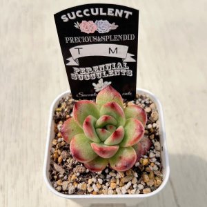 画像2: ●多肉植物 エケベリア TM 2.5寸苗
