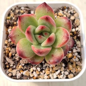 画像1: ●多肉植物 エケベリア TM 2.5寸苗