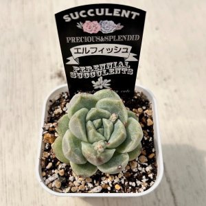 画像2: ●多肉植物 エケベリア エルフィッシュ 2.5寸苗