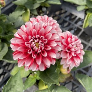 画像3: 八重咲きダリア マキシ タンピコ  球根で毎年咲く！ハイブリッド