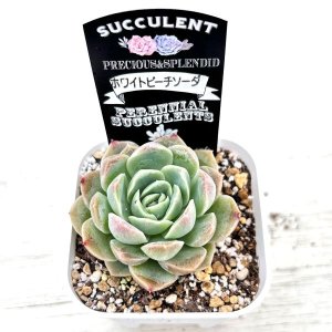 画像2: ●多肉植物 エケベリア ホワイトピーチソーダ 2.5寸苗