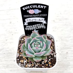 画像2: ●多肉植物 エケベリア スカイワールド 2.5寸苗