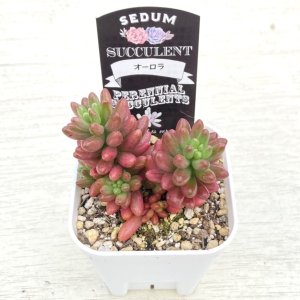 画像2: 多肉植物 セダム オーロラ 2.5寸苗