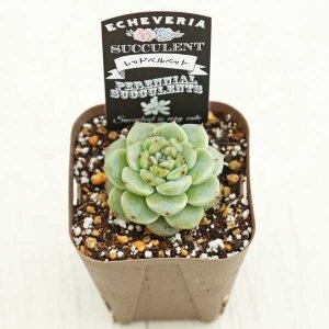 画像2: ●多肉植物 エケベリア レッドベルベット 2.5寸苗