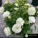画像1: 八重咲きペチュニア ミヨシ系 エメラルドコットン （花なし苗） (1)