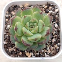 ●多肉植物 エケベリア レッドジャイアント 2.5寸苗