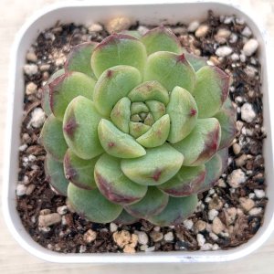 画像1: ●多肉植物 エケベリア レッドジャイアント 2.5寸苗