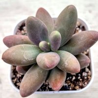 ●多肉植物 エケベリア レッドフィンガー 2.5寸苗