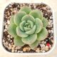 ●多肉植物 エケベリア ジェイドホイール 2.5寸苗