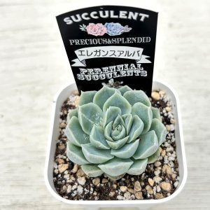 画像2: ●多肉植物 エケベリア エレガンスアルバ 2.5寸苗