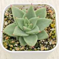 ●多肉植物 エケベリア アガボイデス ゴールデンマリア 2.5寸苗