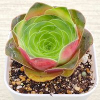 ●多肉植物 アエオニウム グリーノビア・オーレア 2.5寸苗