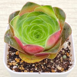 画像1: ●多肉植物 アエオニウム グリーノビア・オーレア 2.5寸苗