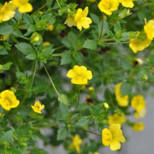 画像2: メカルドニア ゴールドダスト PW