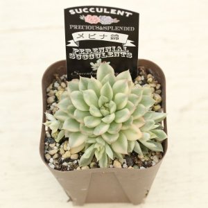 画像2: 多肉植物 エケベリア メビナ錦 2.5寸苗