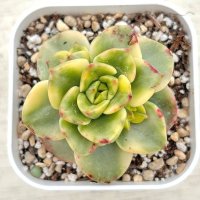 ●多肉植物 エケベリア ローリー錦 2.5寸苗