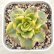 画像1: ●多肉植物 エケベリア ローリー錦 2.5寸苗 (1)