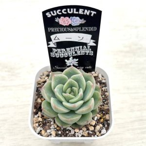 画像2: ●多肉植物 エケベリア ムーン 2.5寸苗