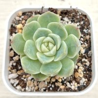 ●多肉植物 エケベリア モンロージェネレーションホワイト 2.5寸苗