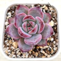 ●多肉植物 エケベリア ナイトデーモン 2.5寸苗