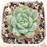●多肉植物 エケベリア 愛神 2.5寸苗