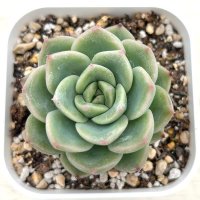 ●多肉植物 エケベリア ムーン 2.5寸苗