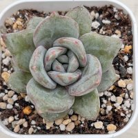 ●多肉植物 エケベリア ジャーマンシャンペーン 2.5寸苗