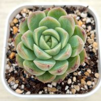 ●多肉植物 エケベリア ピーコックスピリット 2.5寸苗