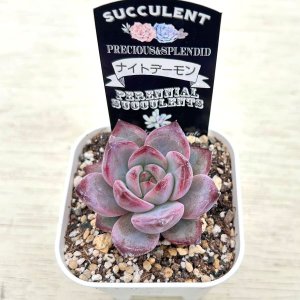 画像2: ●多肉植物 エケベリア ナイトデーモン 2.5寸苗