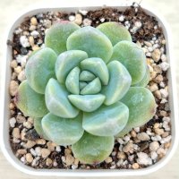 ●多肉植物 エケベリア 玉胡蝶 2.5寸苗