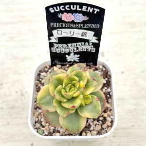 画像2: ●多肉植物 エケベリア ローリー錦 2.5寸苗