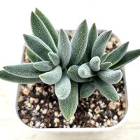 多肉植物 クラッスラ メセンブリアンセモイデス 2.5寸苗