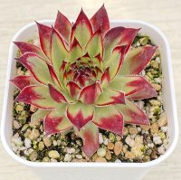 多肉植物 センペルビウム ゴールドダスト錦 2.5寸苗