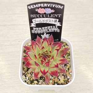 画像2: 多肉植物 センペルビウム ゴールドダスト錦 2.5寸苗