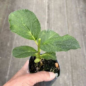 画像3: ハイドランジア マジカル レボリューション（翌年開花株）
