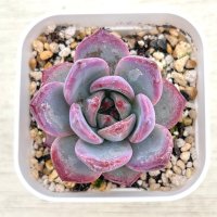 ●多肉植物 エケベリア デビルオレンジ 2.5寸苗
