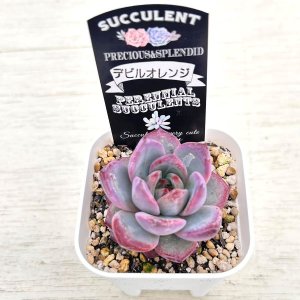 画像2: ●多肉植物 エケベリア デビルオレンジ 2.5寸苗