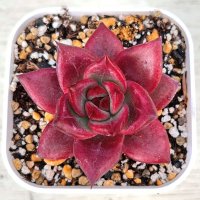●多肉植物 エケベリア レッドジカ 2.5寸苗
