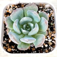 ●多肉植物 エケベリア アガット 2.5寸苗