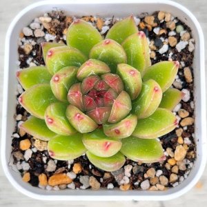 画像1: ●多肉植物 エケベリア キャンディージェニー 2.5寸苗