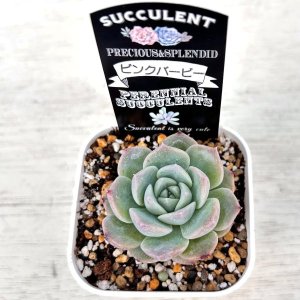 画像2: ●多肉植物 エケベリア ピンクバービー 2.5寸苗